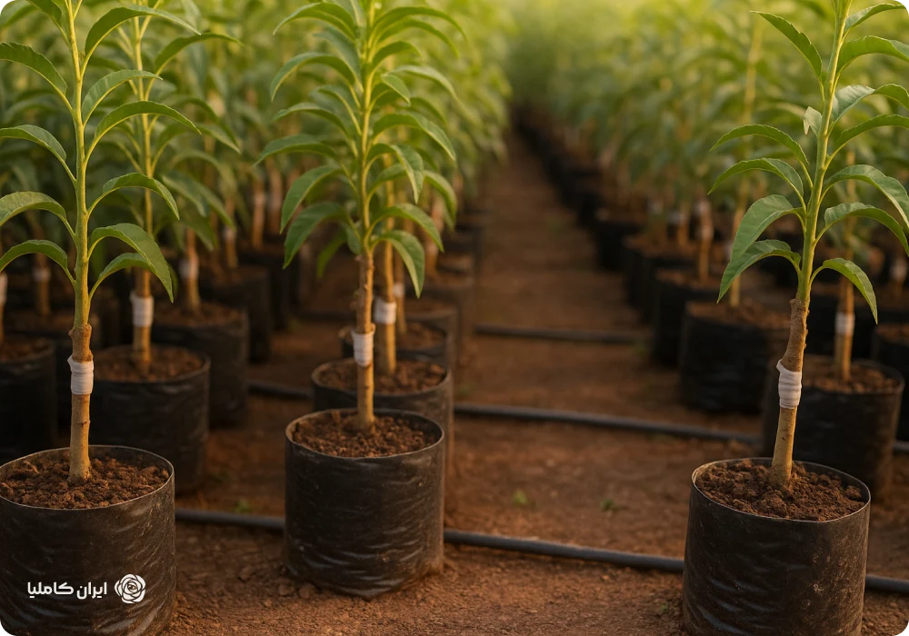 نهال پایه رویشی چیست